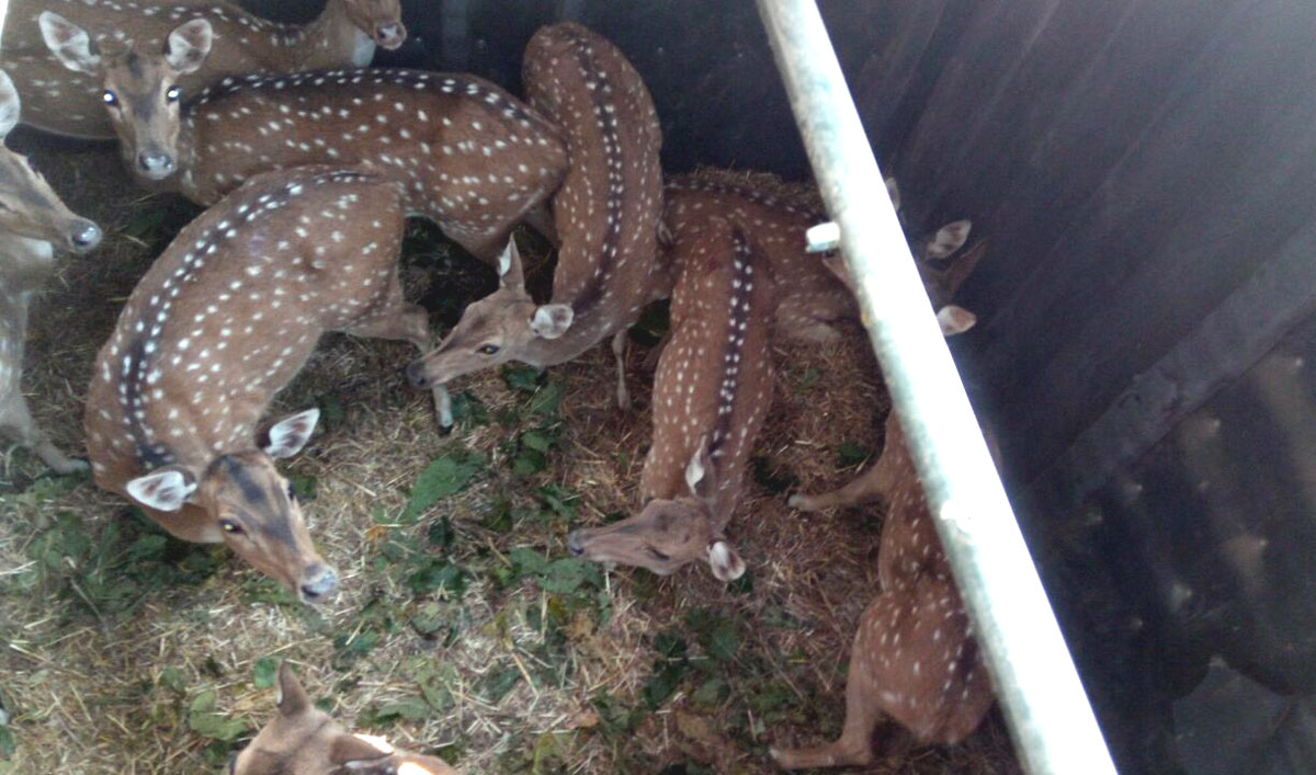 मोगलीलैंड 