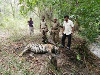 बाघों की मौत मध्यप्रदेश 