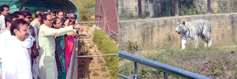 white tiger mukundpur