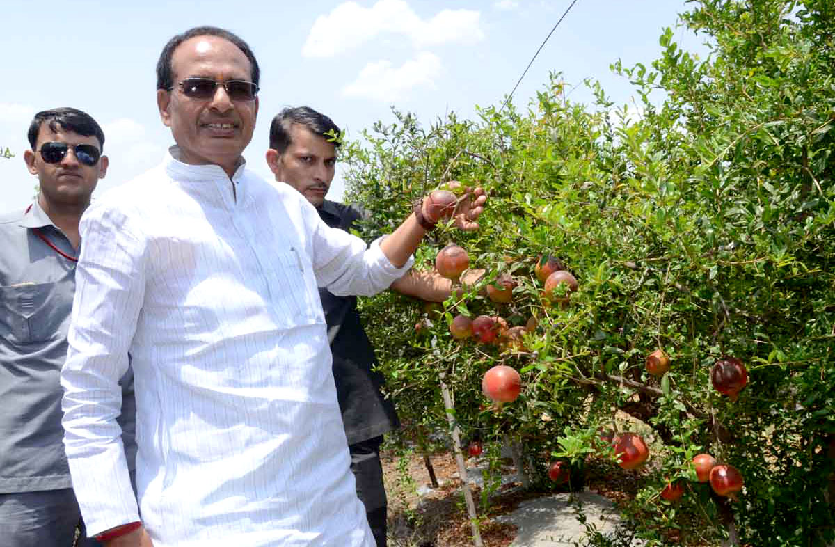 शिवराज सिंह फार्म हाउस