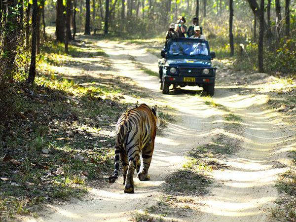 कान्हा और सतपुड़ा टाईगर रिजर्व 