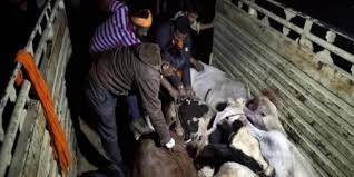 गोरक्षा -अराजकता