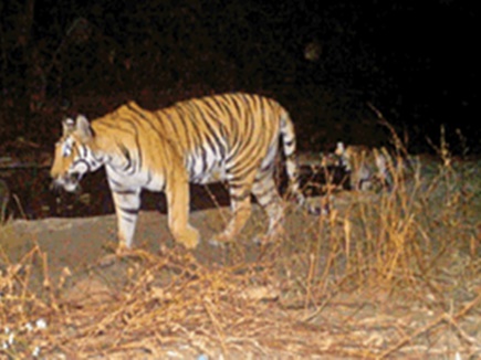 बाघिन बच्चों के साथ भोपाल पहुंची 