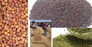 चना, मसूर और सरसों 