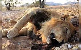 गुजरात में  23 शेरों की मौत