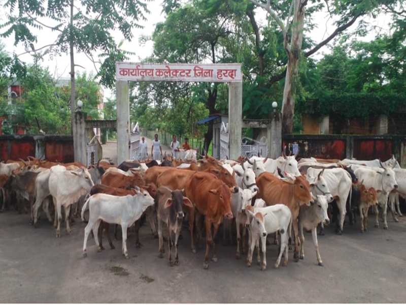 कलेक्ट्रेट में गाय