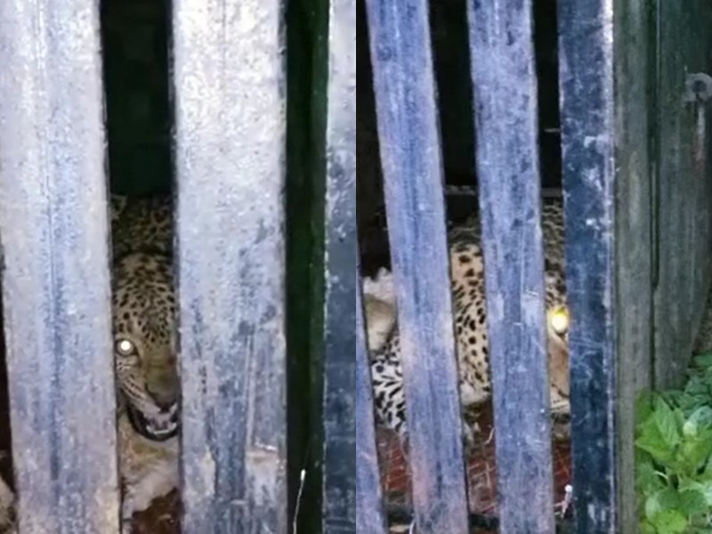 तेंदुआ -कड़कनाथ