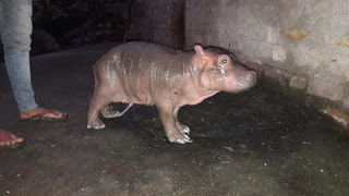 बेबी हिप्पो  जन्म