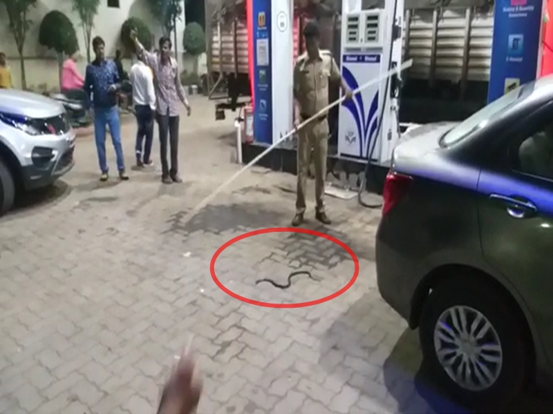 पम्प पर सांप