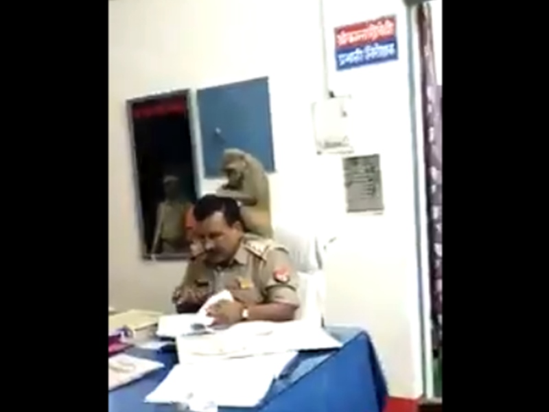 जुएं पुलिस और बंदर