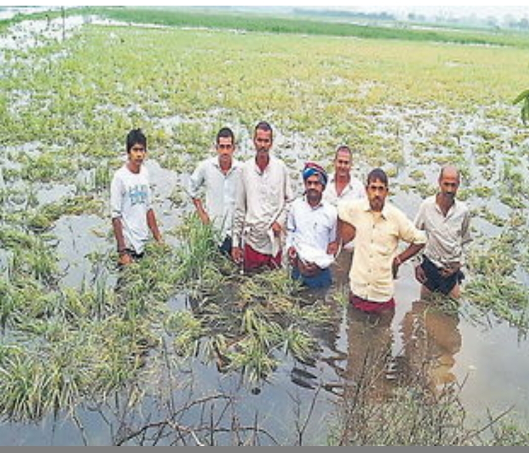 आफत में धान