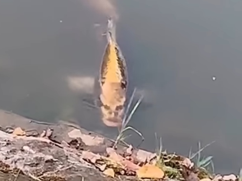 आदमी जैसी मछली