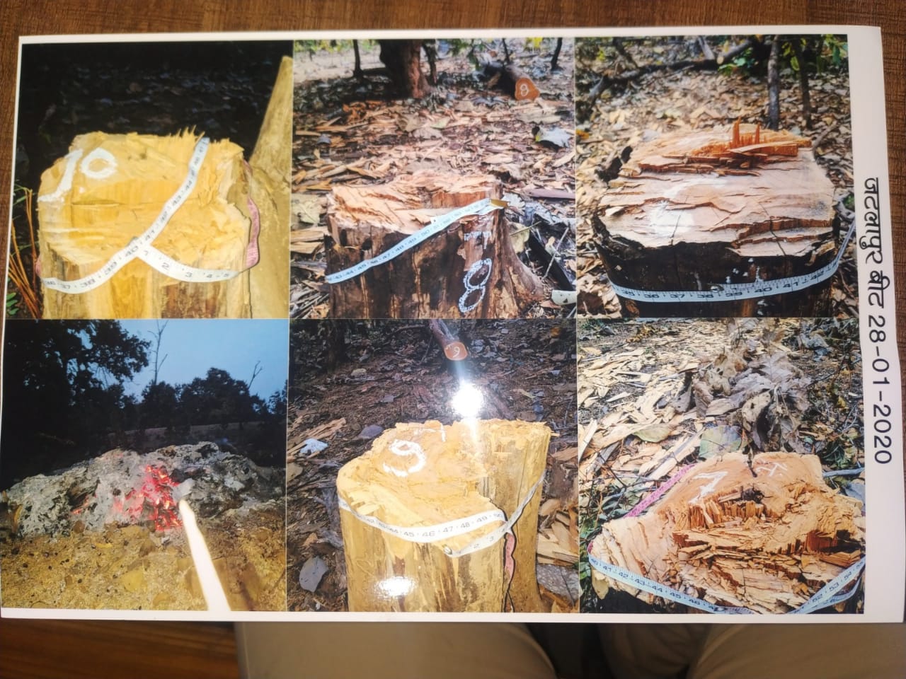 narsihpur, Forest department, silently expecting, teak timber trade