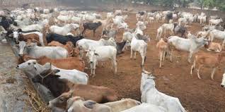 bhopal,  Madhya Pradesh, some indigenous breeds, cow are in deep trouble