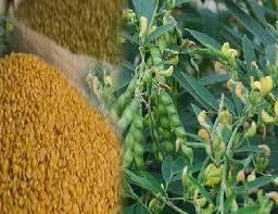 bhopal, The exercise to make Bundelkhand a bowl of lentils again