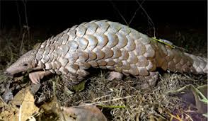 bhopal, Radio tagging ,pangolin took place, Madhya Pradesh ,World Pangolin Day