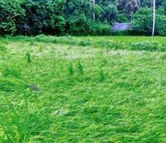 bhopal,  Crops destroyed by unseasonal rain