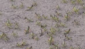 bhopal,Grasshopper crisis among corona