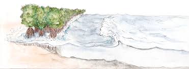 bhopal,Mangrove erosion causes the coastal areas to moan