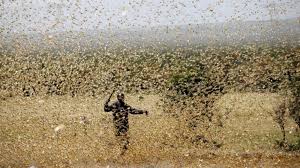 bhopal,Locust farmers attacked by locust attack