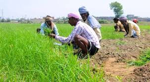 bhopal, Big ways of barrier free farming