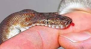 bhopal, Snakebite,poor Indian dies ,untimely ,every ten minutes