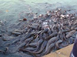 bhopal, Ban on sale of banned Mangur fish