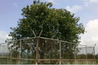 raisen,The center , faith of Buddhist,e Bodhi tree , Salamatpur.