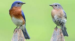 bhopal, State Wildlife Week, Chirping birds, welcome guests