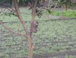 Jabalpur, Trap cameras,installed, catch leopard, pictures , recorded dogs