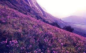 bhopal,Get natural beauty with flowers