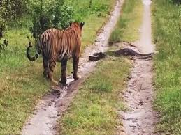 sehdol, Tiger hunted innocent, damaged corpse, found in forest