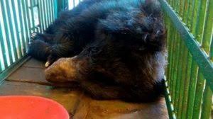 Bhopal, Treatment , bears found injured , roadside continues, Van Vihar