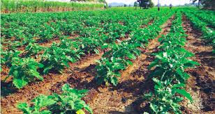 bhopal, Diversification increases, agricultural income