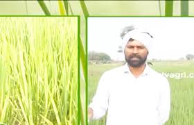 bhopal,Important discovery ,farmer, rice ready ,without cooking  