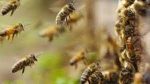 Barwani, bee attack, women worshiping temple, a serious