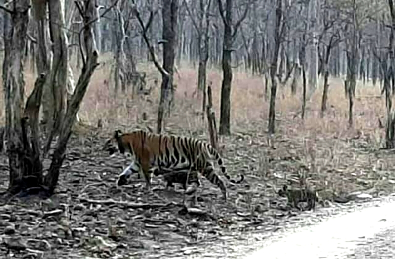 panna, Good news comes again, Tiger Reserve, tigress seen ,with little cubs