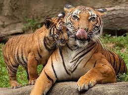 bhopal, Madhya Pradesh, may get Tiger State ,status again