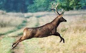 bhopal, Madhya Pradesh, became an ideal state, wildlife conservation