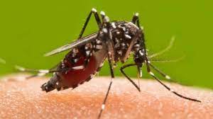 bhopal, Ignoring the outbreak , dengue is not appropriate