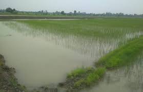 bhopal, country understood, importance of bundling,Jalgram Jakhani