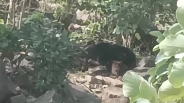 bhalu ka jaan leva hamla 