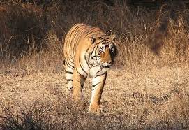 शावकों के साथ दिखी बाघिन पी-151