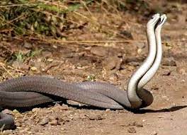 नाग नागिन के आलिंगन का आया वीडियो