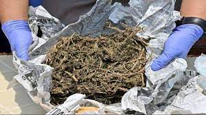 करीब 260 किलो गांजे के साथ तस्कर गिरफ्तार