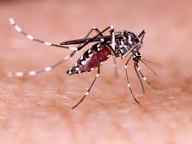 MP के कई अस्पतालों में ही बीमारी की जड़, जहां इलाज होना चाहिए वहीं पल रहे हैं मच्छर