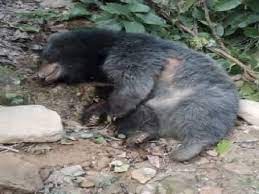 जंगल में लकड़ी लेने गयी थी महिला