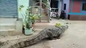 सड़क पर मगरमच्छ लोगों में फैली दहशत