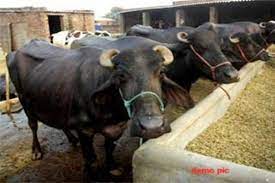 बिजली विभग वालों ने मवेशियों के साथ क्या किया