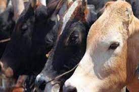 बिजली विभग वालों ने मवेशियों के साथ क्या किया